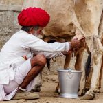 Wiedziałeś, że krowy w Indiach są święte? Na zdjęciu starszy człowiek w indyjskim stroju doi krowę.