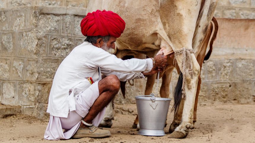 Wiedziałeś, że krowy w Indiach są święte? Na zdjęciu starszy człowiek w indyjskim stroju doi krowę.