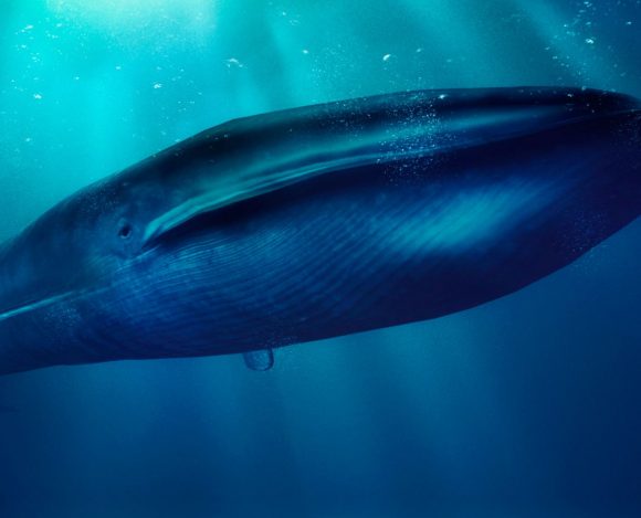 Płetwal błękitny widoczny na zdjęciu to największy ssak na świecie.