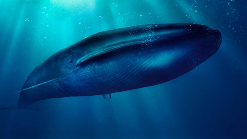 Płetwal błękitny widoczny na zdjęciu to największy ssak na świecie.