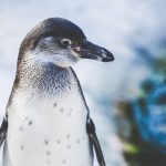 Czy pingwiny mają kolana? Na zdjęciu pingwin z bliska na tle śniegu.