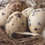 Ptasie jaja z ciemnymi plamami leżące w gnieździe. Jak zbudowane są ptasie jaja?