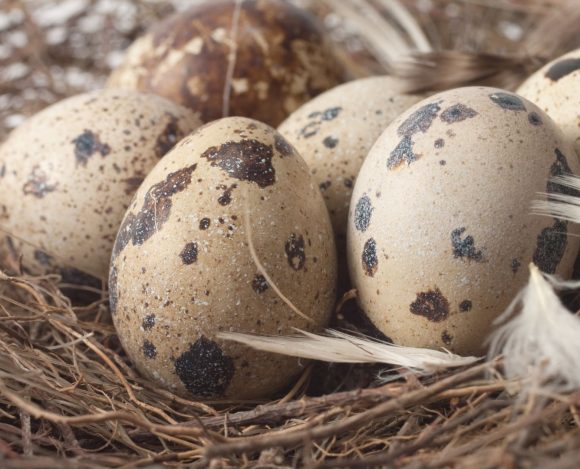 Ptasie jaja z ciemnymi plamami leżące w gnieździe. Jak zbudowane są ptasie jaja?