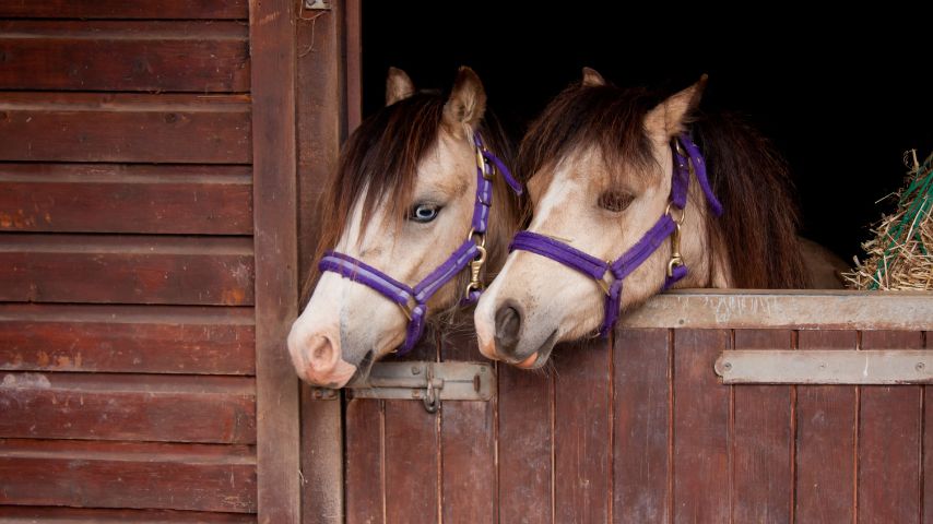 Czy każdy ma sobowtóra? Na zdjęciu dwa niemal identyczne konie wystawiające głowy ze stodoły.