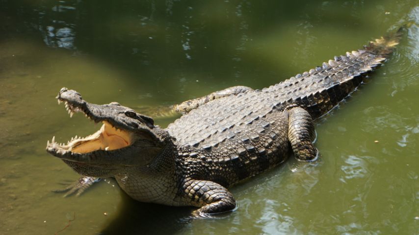 Czy krokodyle płaczą? Na zdjęciu krokodyl, który wychodzi z bajora z otwartą paszczą.