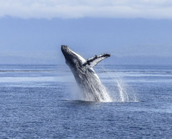 Ile waży wieloryb? Na zdjęciu wieloryb wyłania się z wody.