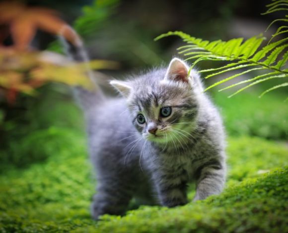 Ciekawostki o kotach – na zdjęciu mały kotek otoczony rośłinami.
