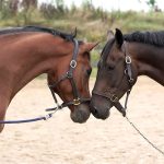Ciekawostki o koniach – fascynujących przyjaciołach człowieka. Na zdjeciu samiec i samica konia.