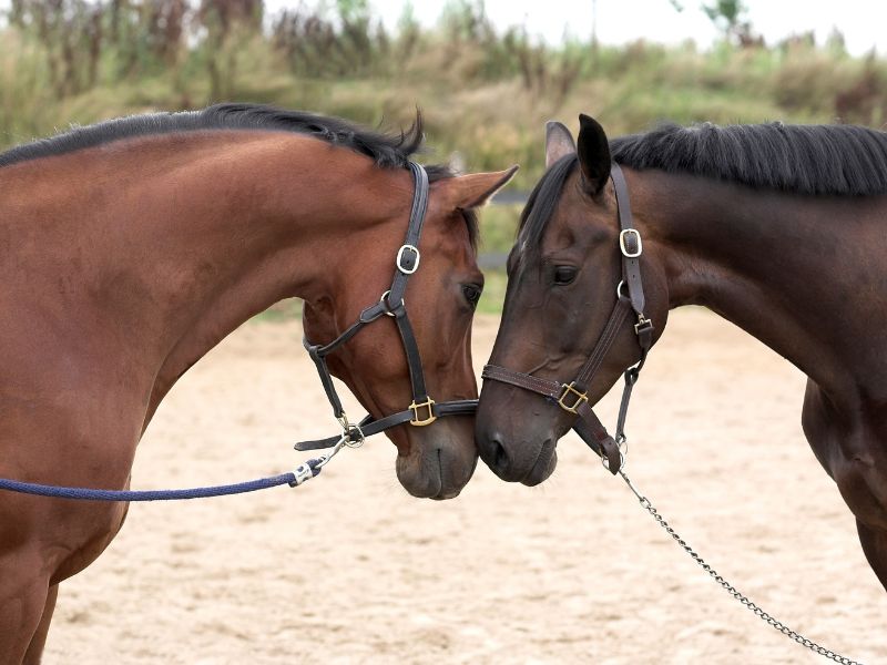 Ciekawostki o koniach – fascynujących przyjaciołach człowieka. Na zdjeciu samiec i samica konia.