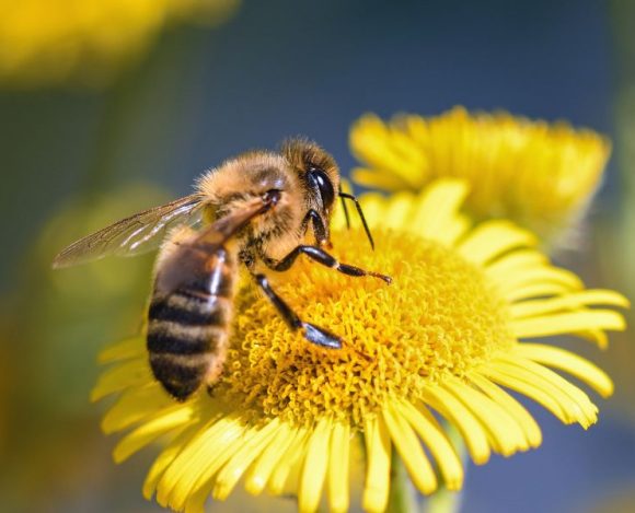 Ciekawostki o pszczołach – niezwykle ważnych stworzeniach. Na zdjeciu pszczoła zapyla kwiat.