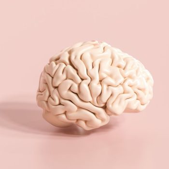 Najważniejsze ciekawostki o mózgu. Na zdjęciu mózg-figurka.