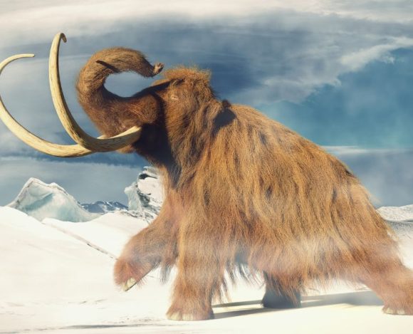 Mamuty – ogromne zwierzęta z epoki lodowcowej. NA zdjęciu mamut.