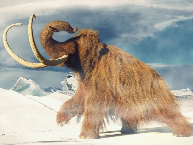 Mamuty – ogromne zwierzęta z epoki lodowcowej. NA zdjęciu mamut.