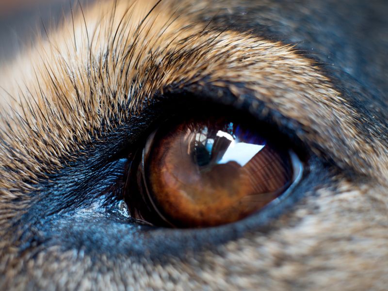 Jak wygląda świat oczami psa?
