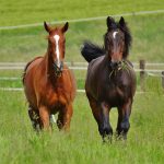 Ciekawostki o koniach i ich roli w życiu człowieka
