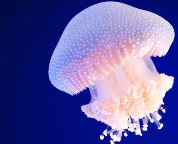 Na niebieskim tle widoczna jest lekko różowa meduza. Ciekawostki o tym stworzeniu mogą Cię zainteresować.